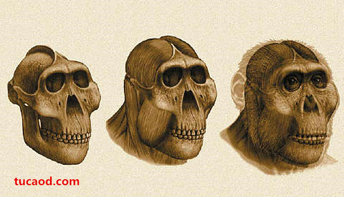 依据牙齿和牙齿上的残留物分析其食谱重建的鲍氏傍人头部，它是纯素食者，不过并非我们的直系祖先