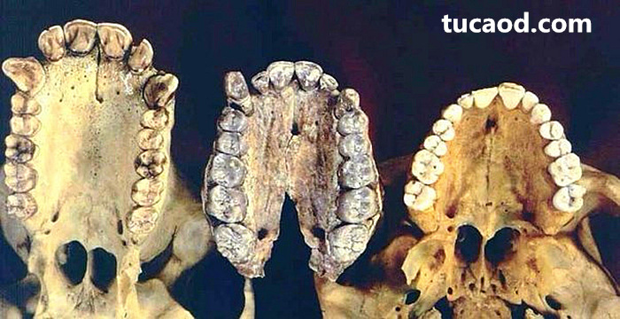 人类祖先口腔和牙齿的变化