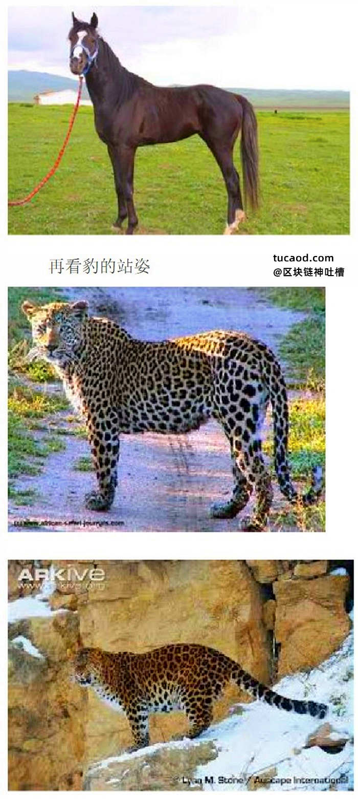 自然界的动物站姿-玉人桩