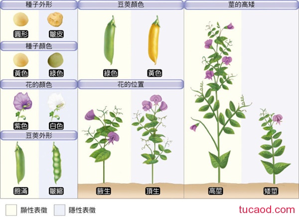 豌豆性状的变化与生物波澜壮阔的进化之间具有内在关联