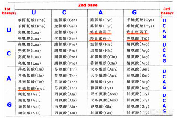 遗传密码表