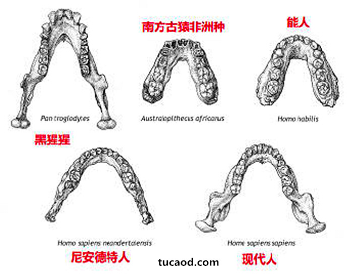 黑猩猩和古人类牙齿对比