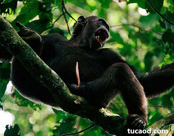 黑猩猩大猩猩阴茎都是针形的