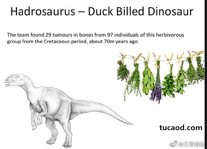吃素的恐龙比吃肉的恐龙更容易患上致命的癌症
