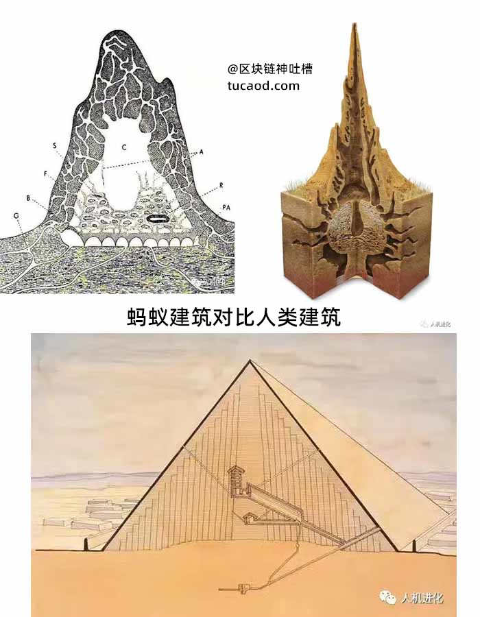 蚂蚁建筑对比人类建筑